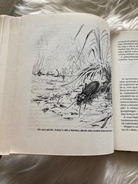Az állatok násza svadobné tance zvierat (1980),