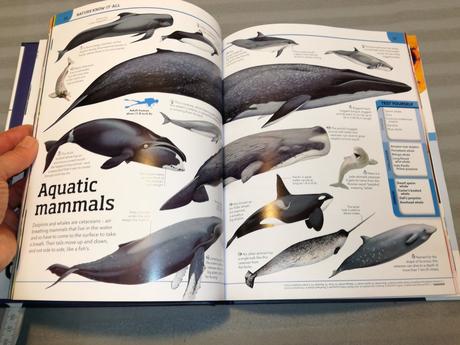 Dk general knowledge genius su22, 