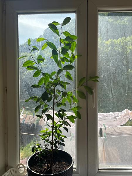 Ako pestovať veľký fikus bonsaj v domácich podmienkach?