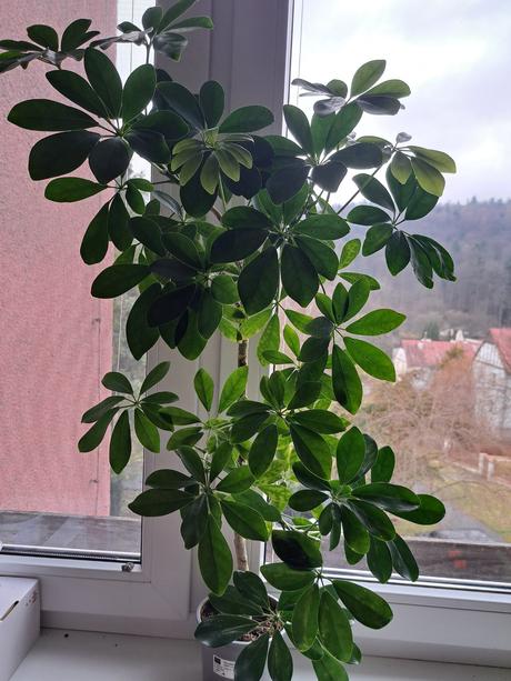 Tradeskancia, izbové rastliny, 