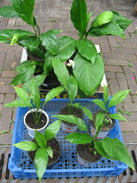 Lopatkovec - spathiphyllum,