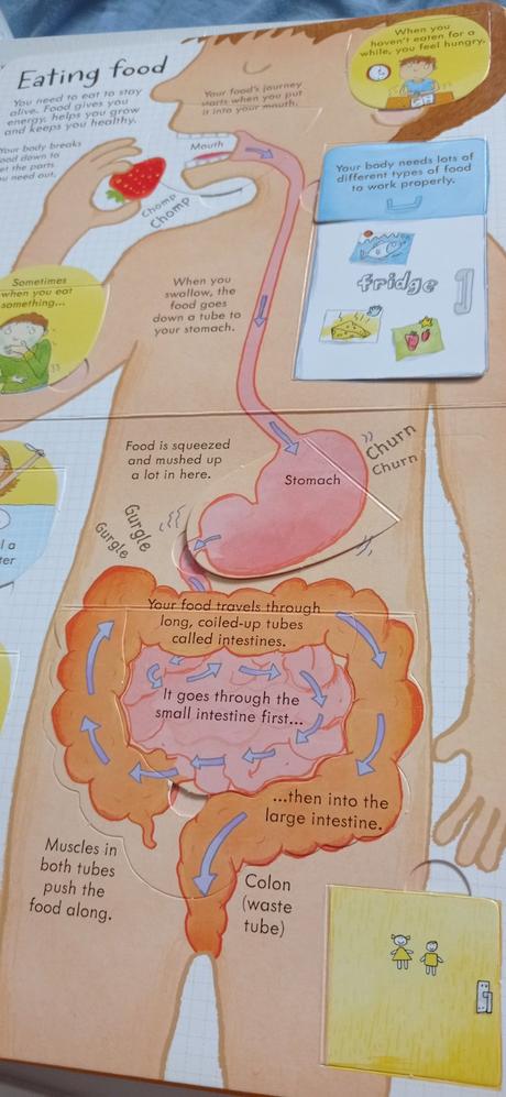 Usborne your body flap book,