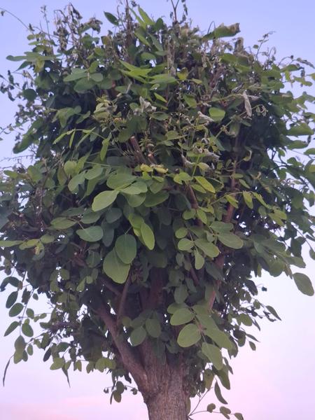 Prečo začínajú listy agátu schnúť?