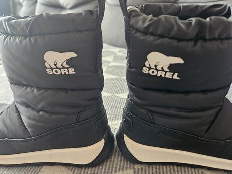 Snehule sorel, sorel,28