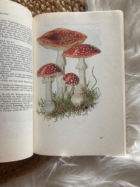 Taschenbuch für pilzfreunde (1987),