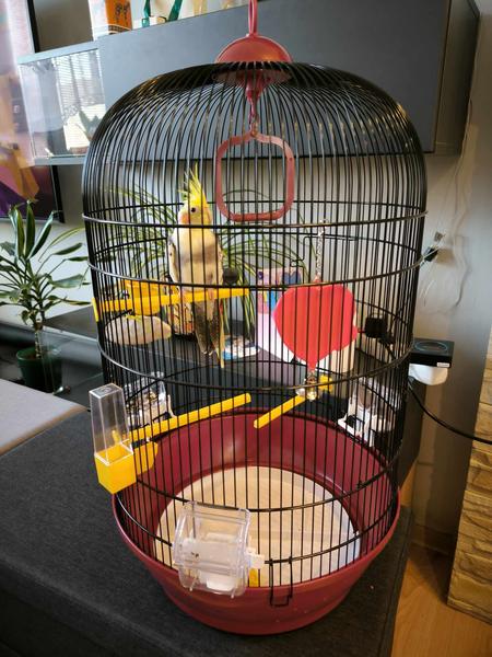 Ako určiť pohlavie korely podľa fotky?