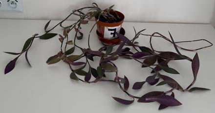 Tradescantia pallida purple heart č.7za 5eur,