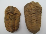 Skamenelina trilobit maroko,