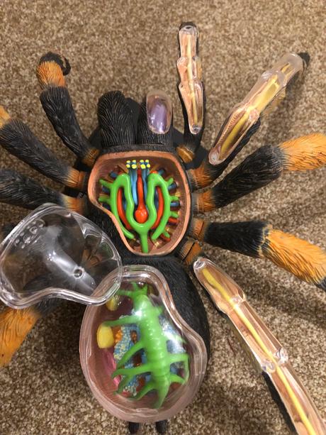 Pavuk tarantula maketa, 