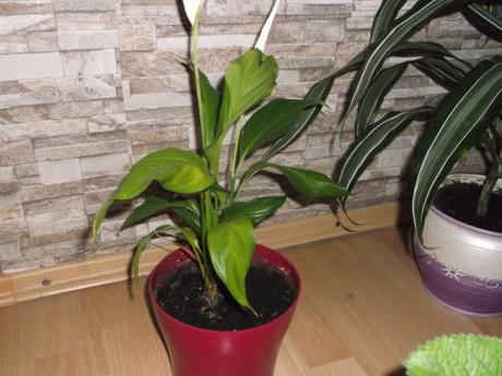 Dracena, rýmovník, lopatkovec, 