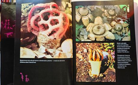Kniha 'tajomné huby', pavol škubla, 
