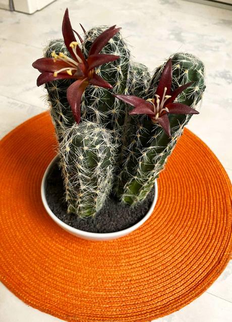 Kvitnúci umelý kaktus, 