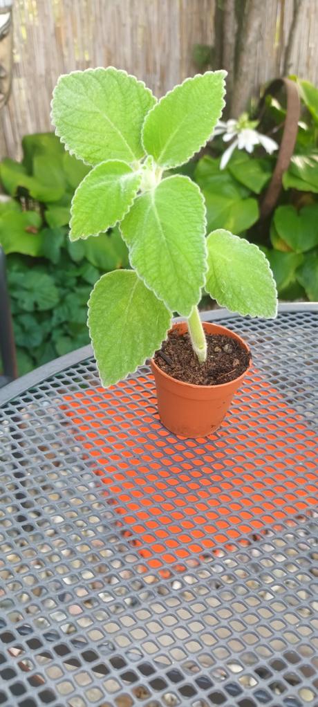 Austrálsky citrónový nádchovník, 