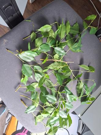 Fikus benjamín, 