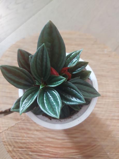Peperomia caperata rosso - 6 velkosti,