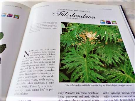 Starostlivosť o izbové rastliny,