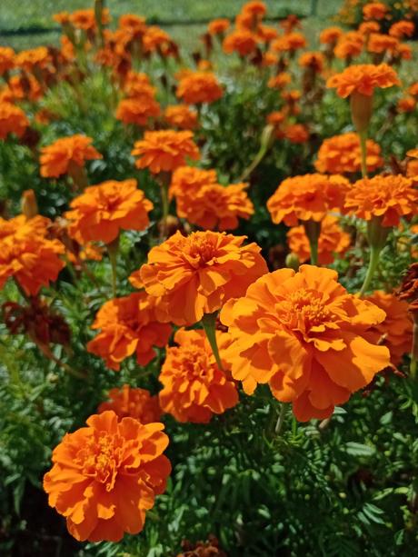 Semienka garafie / aksamietnice, 