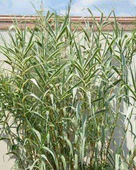 Exotická tráva-trsteník arundo donax variageta, 