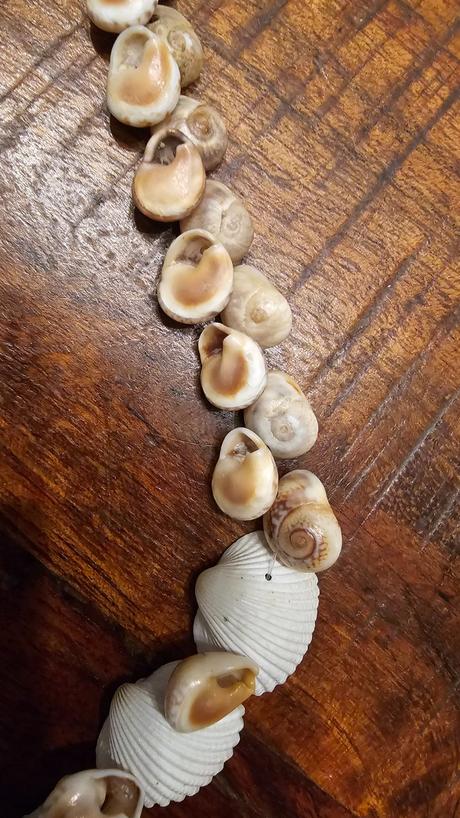 Nahrdelník z mušlí,
