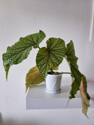 Izbová rastlina begónia koralová, 