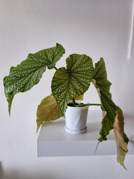 Izbová rastlina begónia koralová, 