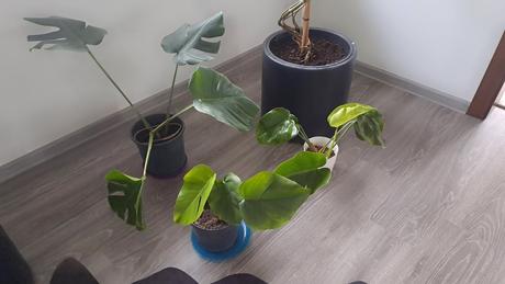Monstera kvet, 40-50cm, 