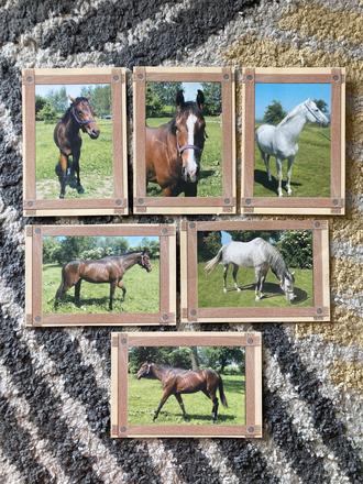 Pohľadnice koní nepopísané 6ks, 