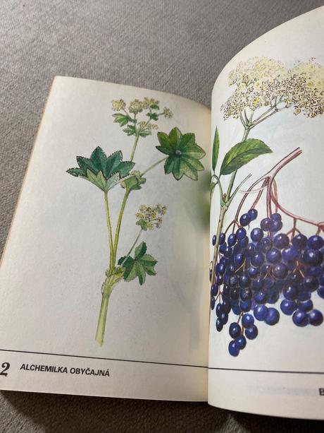 Zber divo rastúcich liečivých rastlín,