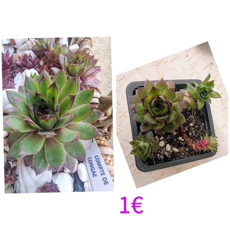 Sempervivum - skalná ruža, 