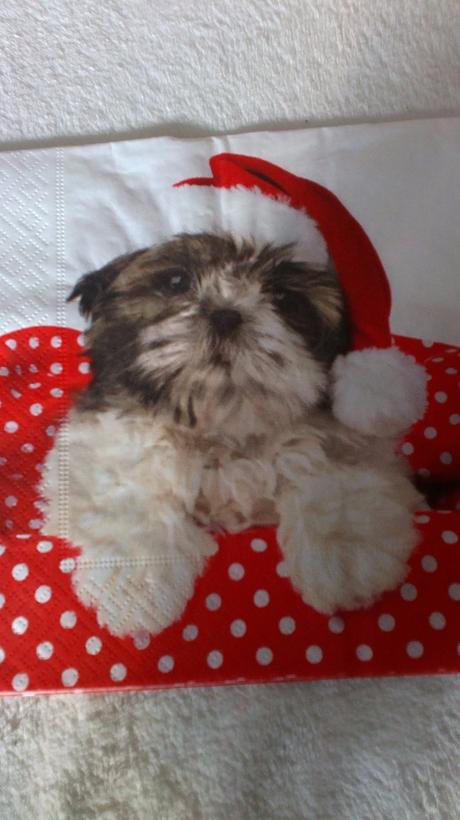 Servitky-zvieratka, sovičky a vtaky, 