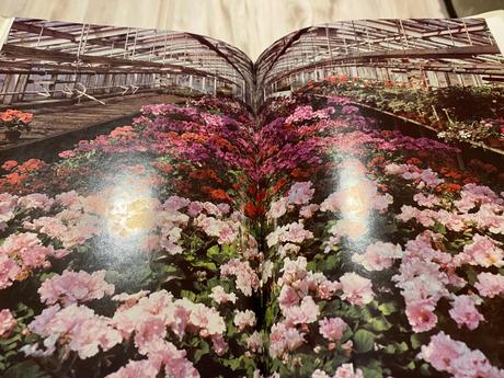 Retro super kniha muškáty,