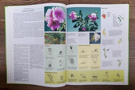 Pestujeme izbové rastliny 2, 