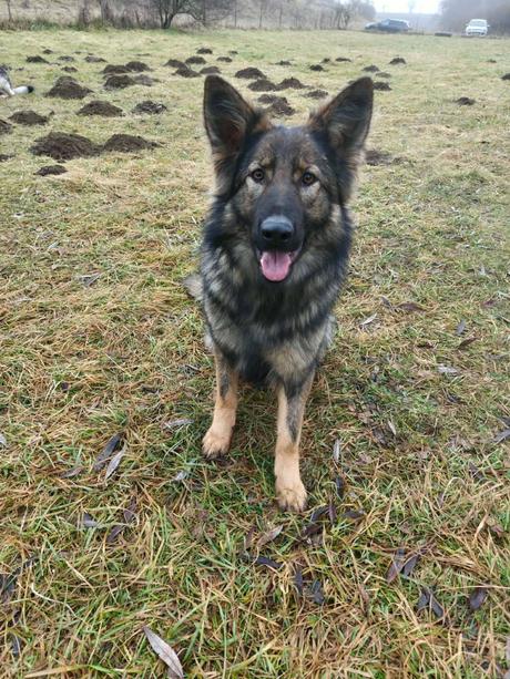 Predám psíka sučku, 