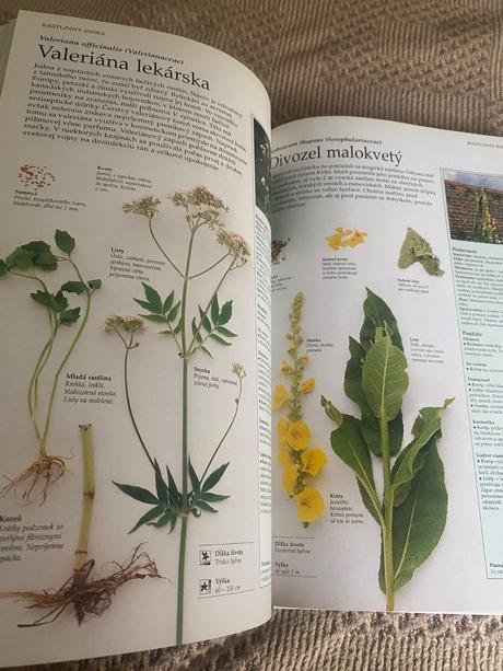 Lesley bremnessová byliny zdravie krása a radosť,