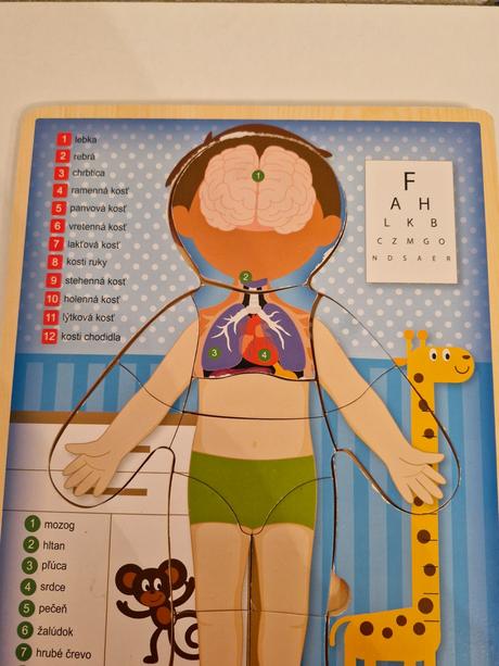 Vkladačka ľudské telo, 