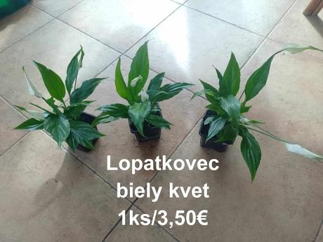 Izbové kvetinky,