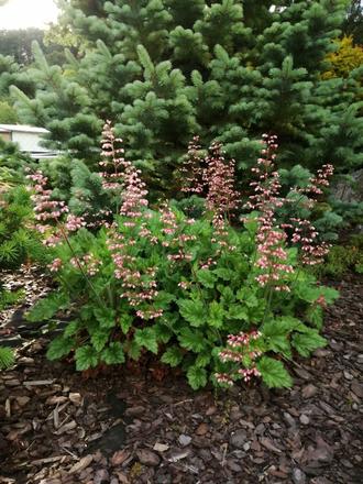 Heuchera, 