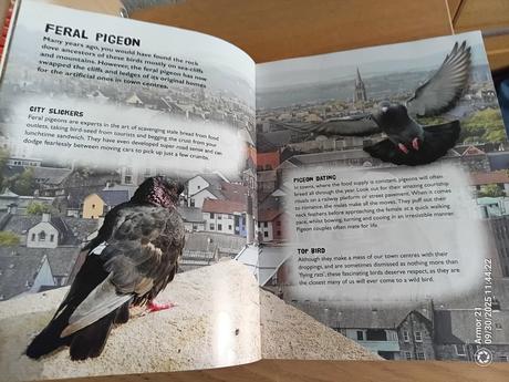 Mike dilger wild town. paperback, 7,