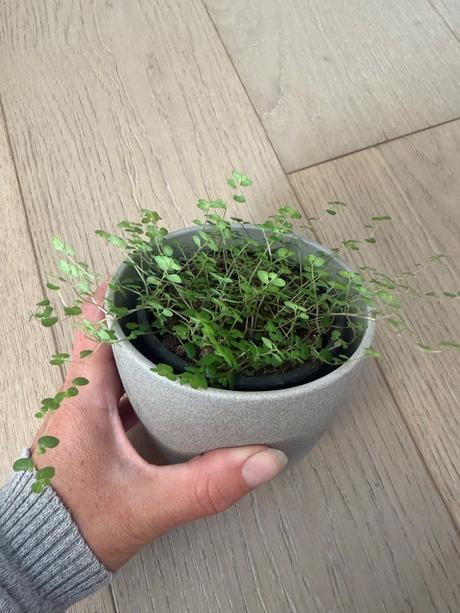 Rodinne šťastie soleirolia soleirolii - 3 velkosti,