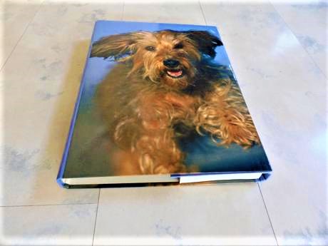 Box/školské dosky so psíkom a4, 