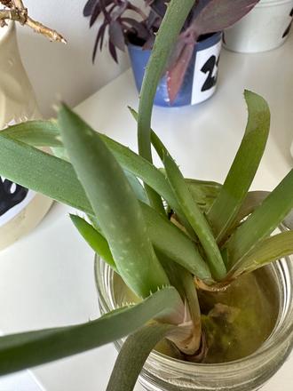 Č.24 rastlina aloe vera 2x odnož,