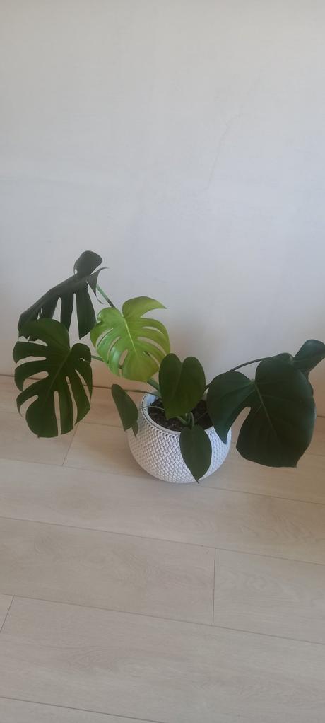 Monstera, 