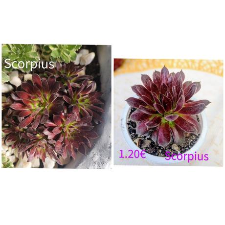 Sempervivum - skalná ruža, 