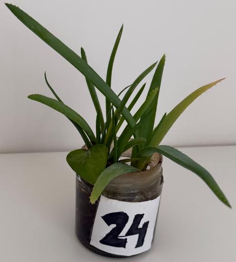 Rastlina č.24 aloe vera 2x odnož,