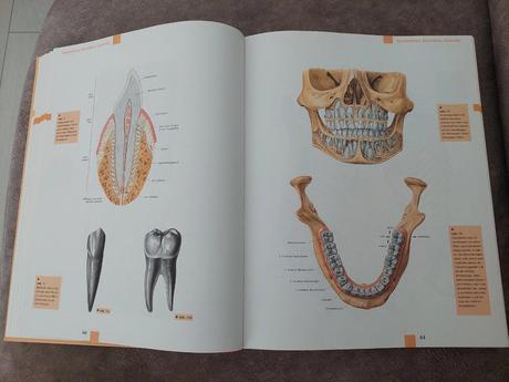 Atlas anatómie - nemecké vydanie, 
