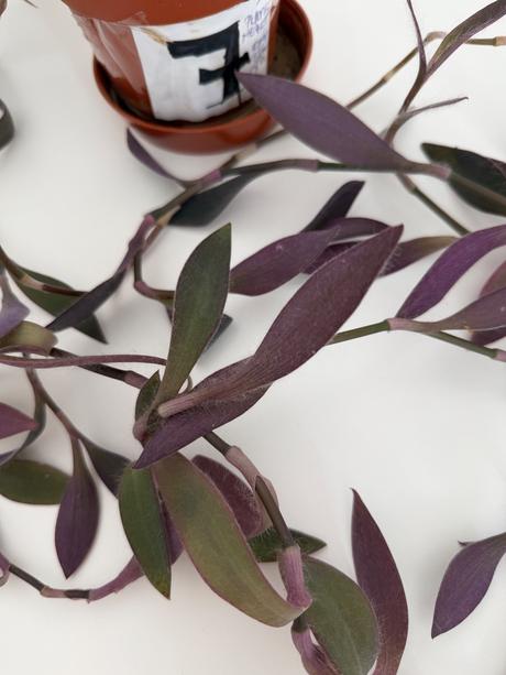 Tradescantia pallida purple heart č.7za 5eur, 