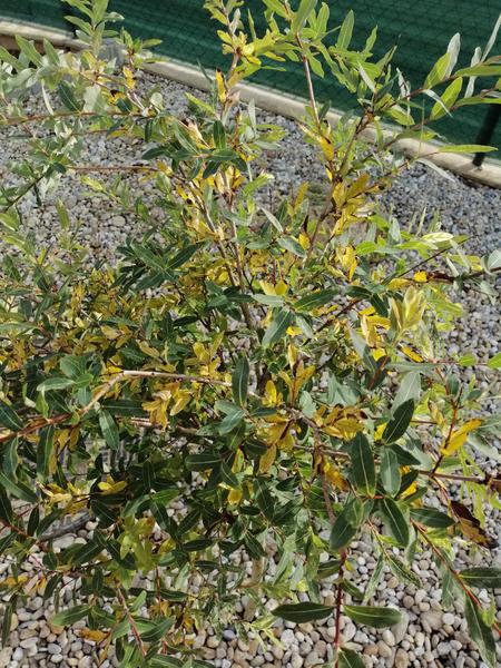 Japonská vŕba - možné vyschnutie