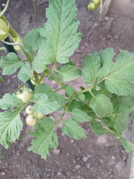 Ako sa zbaviť fľakov na paradajkách?