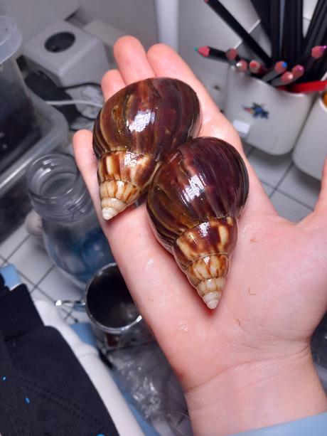 Lisachatina fulica albino body, 