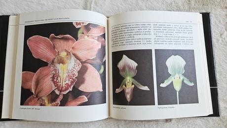 Kniha orchidey, j. zákrejs,